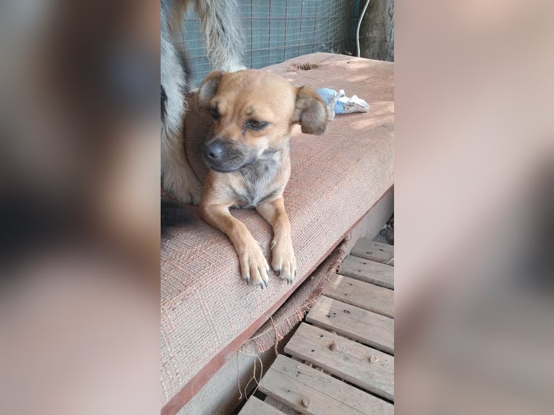 Kleine Isolde sucht Zuhause