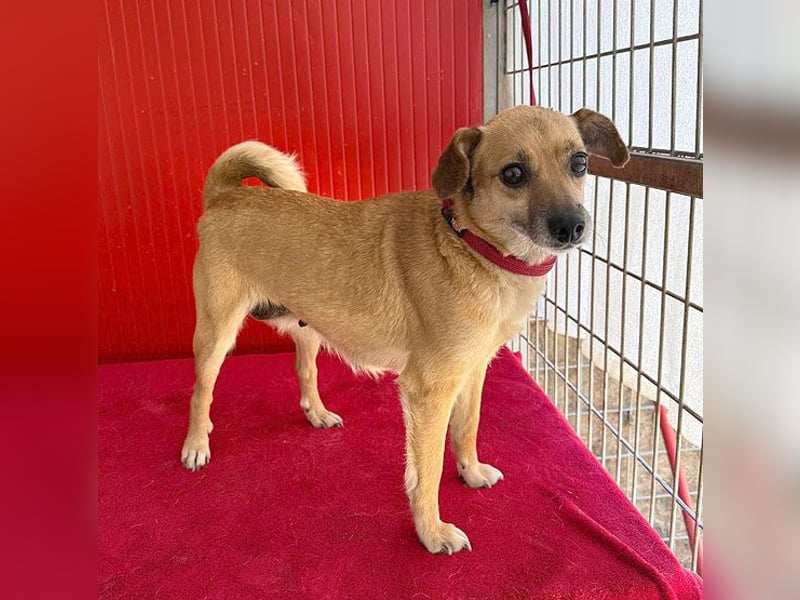 liebe kleine LINA - 5 Jahre, 30cm - Mischlingshündin