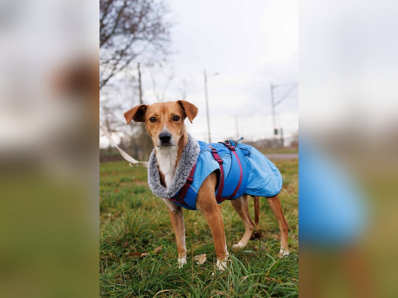 Nelly - Kämpferin sucht Zuhause