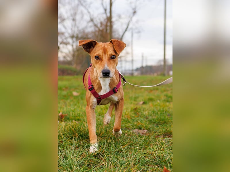 Nelly - Kämpferin sucht Zuhause