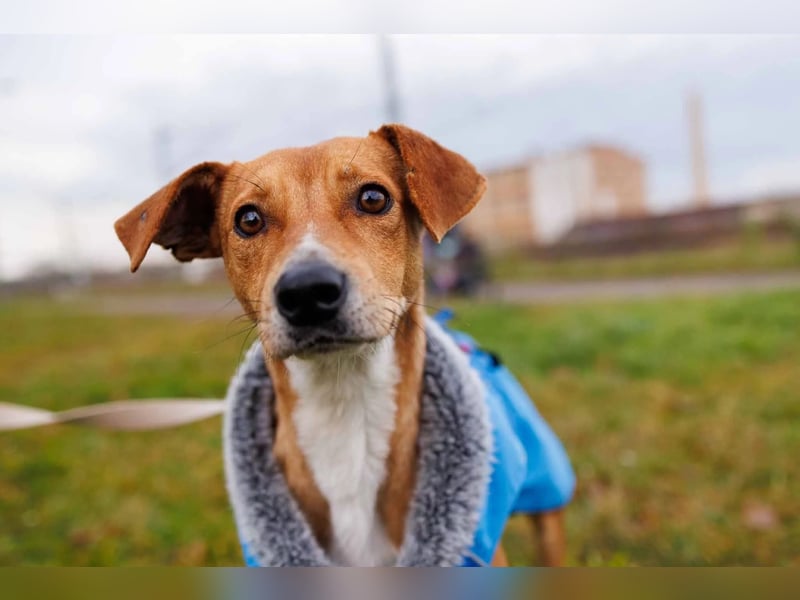 Nelly - Kämpferin sucht Zuhause