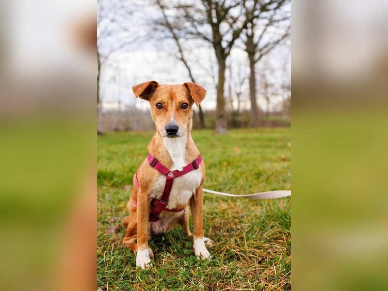 Nelly - Kämpferin sucht Zuhause