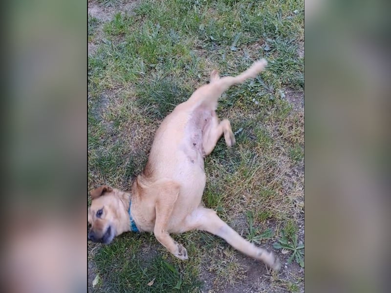 GOLDY sucht ihr Traumzuhause