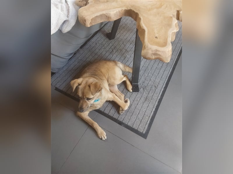 GOLDY sucht ihr Traumzuhause