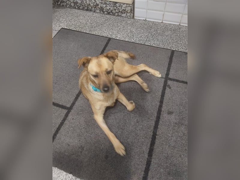 GOLDY sucht ihr Traumzuhause