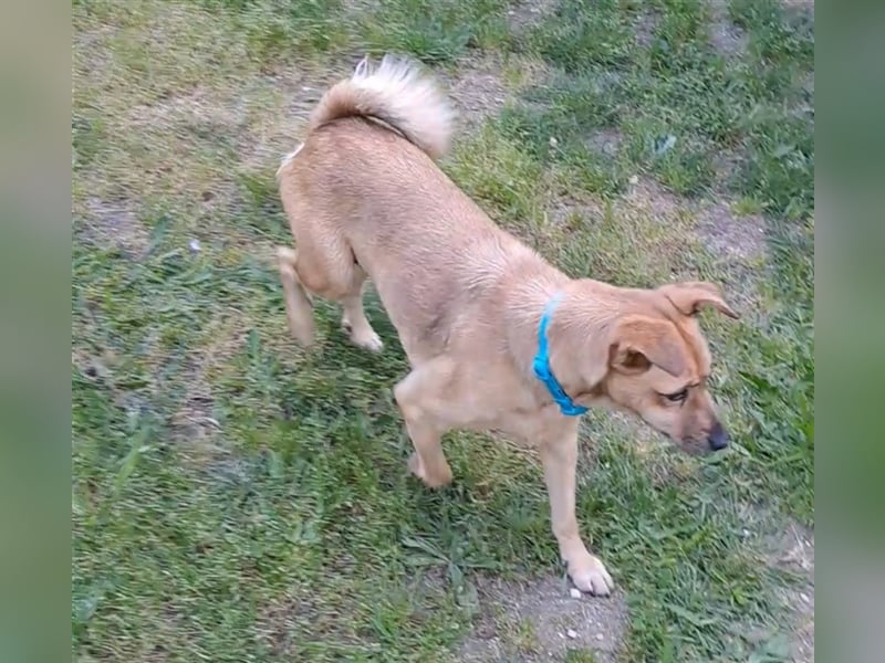 GOLDY sucht ihr Traumzuhause
