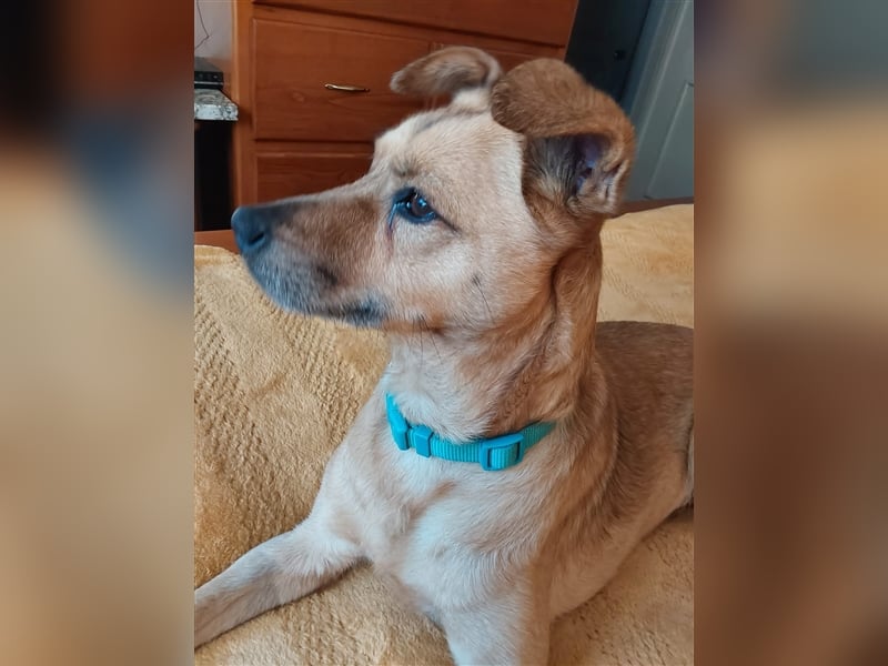 GOLDY sucht ihr Traumzuhause