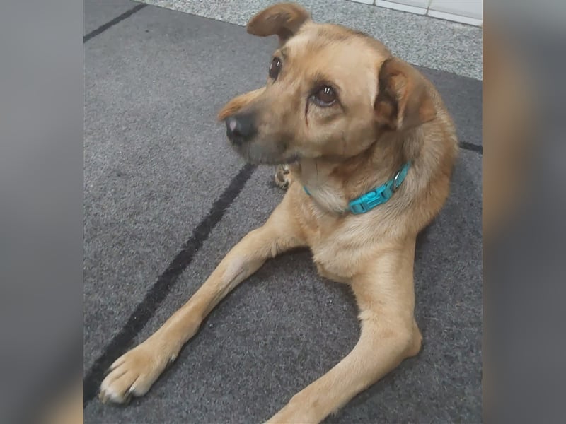 GOLDY sucht ihr Traumzuhause
