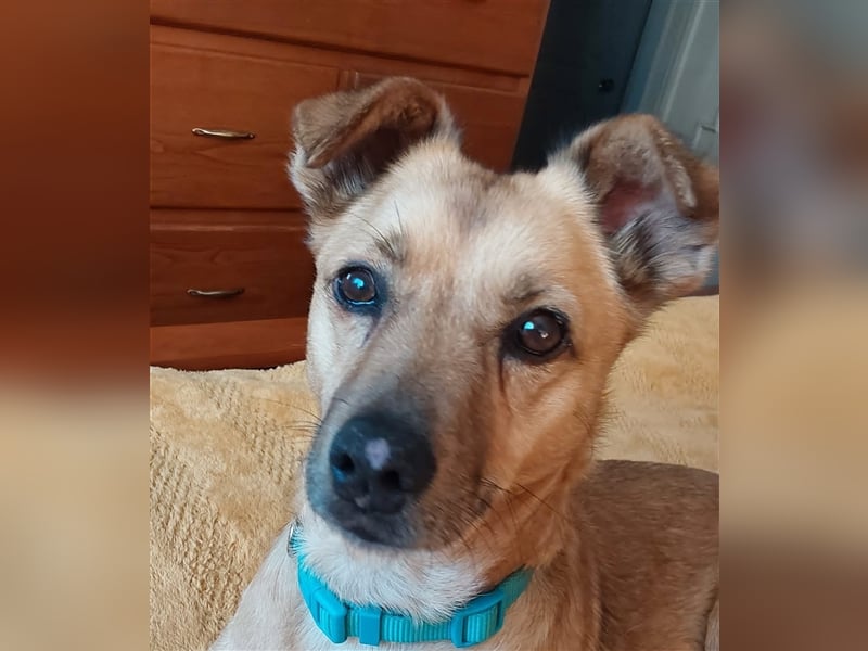 GOLDY sucht ihr Traumzuhause