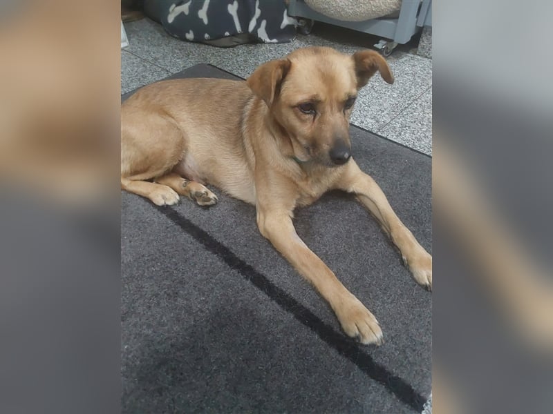 GOLDY sucht ihr Traumzuhause