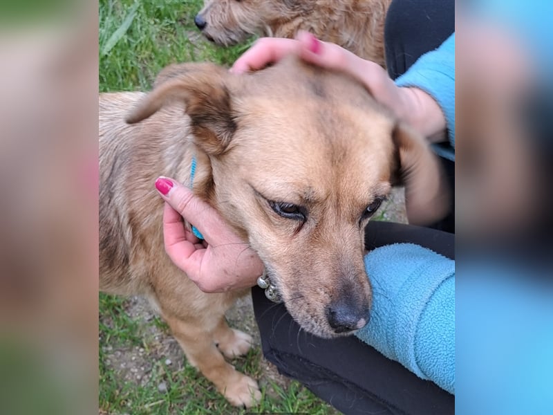 GOLDY sucht ihr Traumzuhause