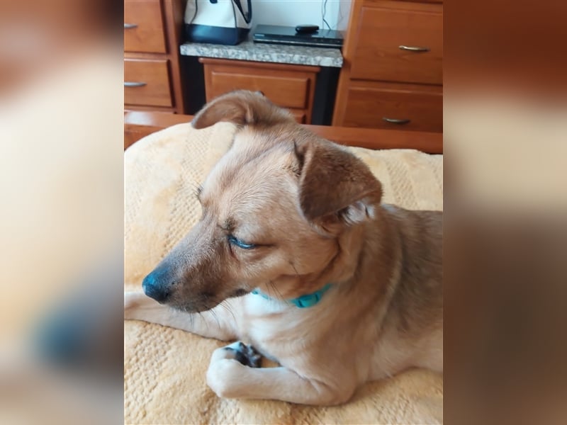 GOLDY sucht ihr Traumzuhause