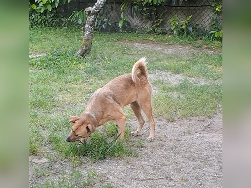 GOLDY sucht ihr Traumzuhause