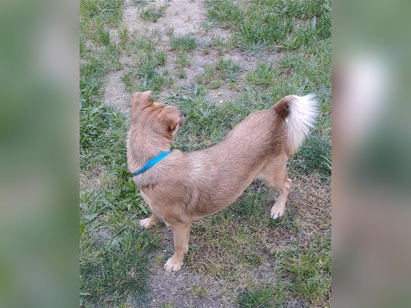 GOLDY sucht ihr Traumzuhause