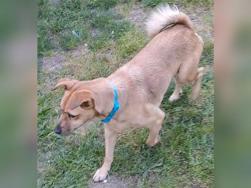 GOLDY sucht ihr Traumzuhause