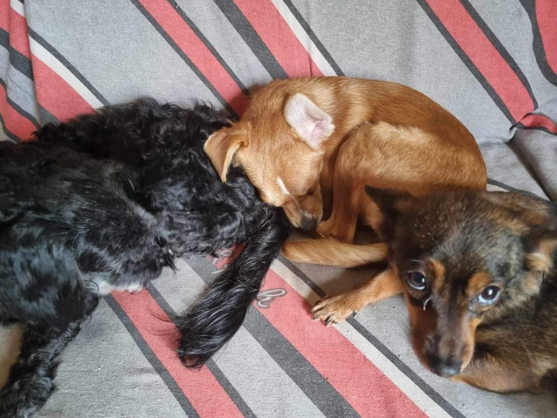 Luna sucht liebe Menschen