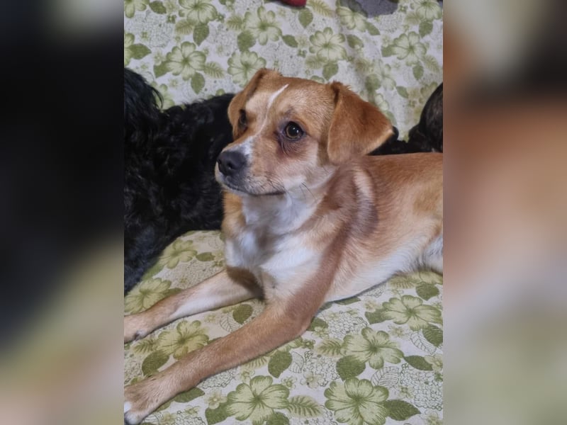 Luna sucht liebe Menschen