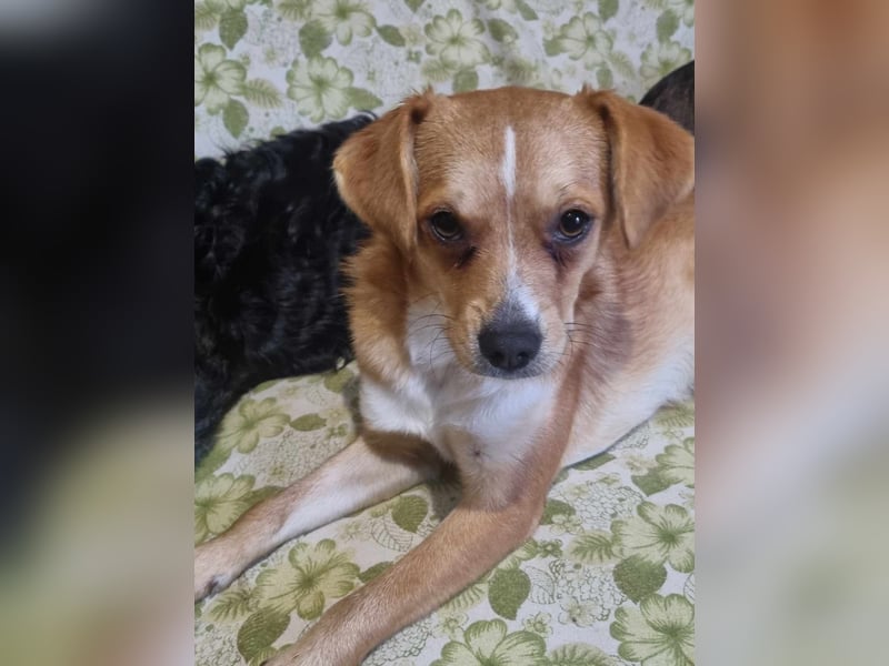 Luna sucht liebe Menschen