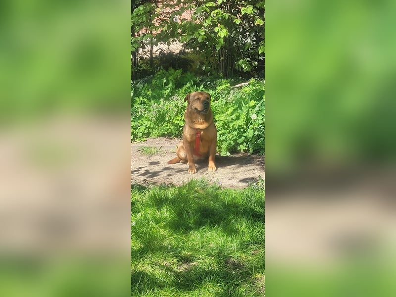 Mosci, die bezaubernde Knutschkugel, lebt auf einer Pflegestelle in NRW !