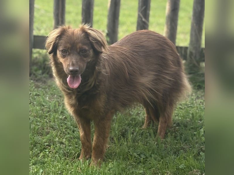 Csilli sucht ein ruhiges Zuhause