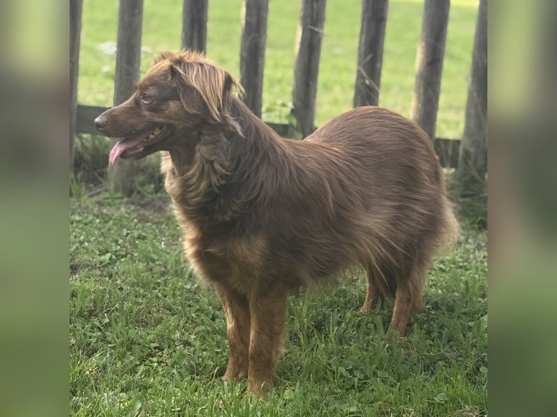 Csilli sucht ein ruhiges Zuhause