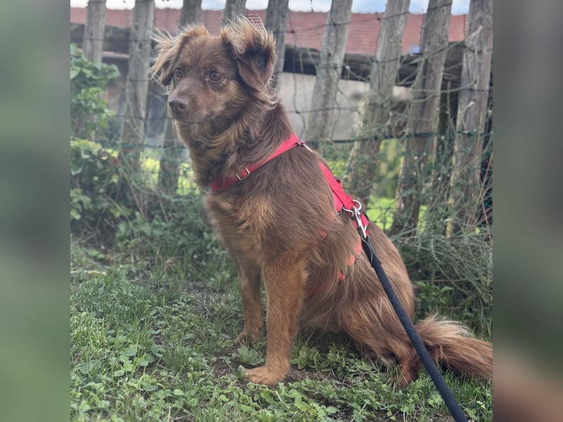 Csilli sucht ein ruhiges Zuhause
