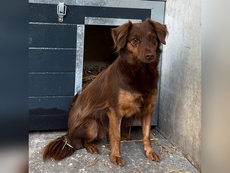 CSILLI SUCHT EIN RUHIGES ZUHAUSE