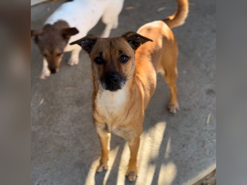 LANAI SUCHT IHRE FAMILIE
