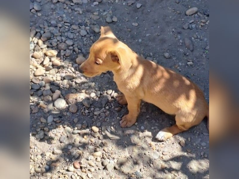 BIBI SUCHT IHR ZUHAUSE
