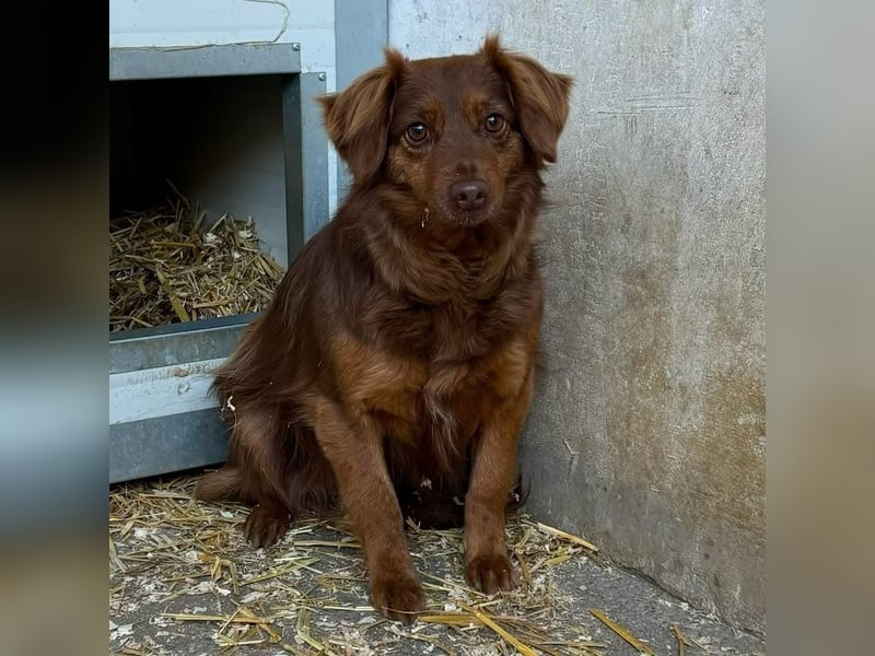 CSILLI SUCHT EIN RUHIGES ZUHAUSE