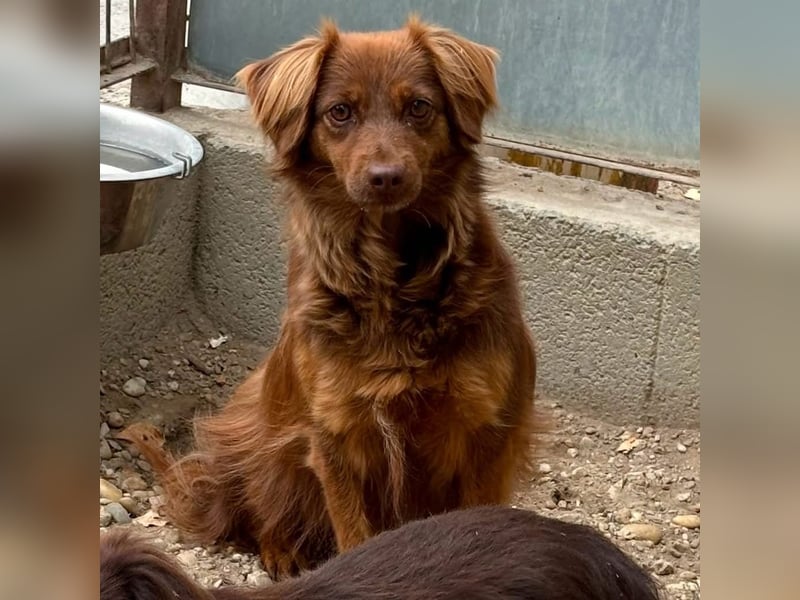CSILLI SUCHT EIN RUHIGES ZUHAUSE