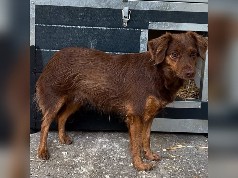 CSILLI SUCHT EIN RUHIGES ZUHAUSE