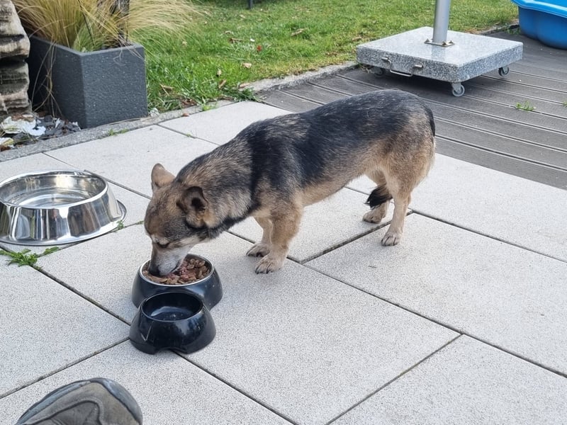 SHELLY, auf PS in 53881 Euskirchen, neugierig und freundlich
