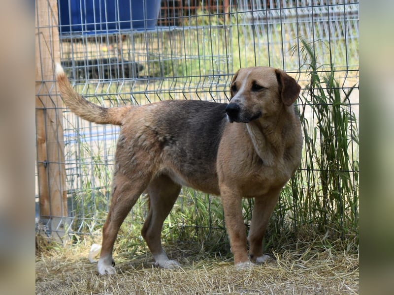 WILLOW, ca. 45-50 cm sucht ihr Fürimmerzuhause