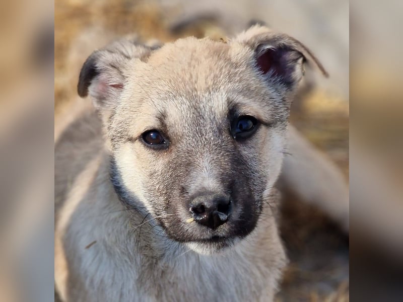 CHEYENNE - kleines Hundemädchen sucht ihre Lieblingsmenschen