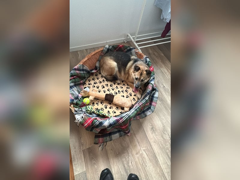 MALINA - katzen- und kinderlieb auf PS in 56288 Kastellaun