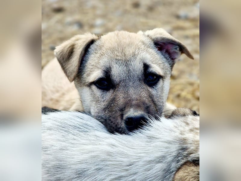 CHEYENNE - kleines Hundemädchen sucht ihre Lieblingsmenschen