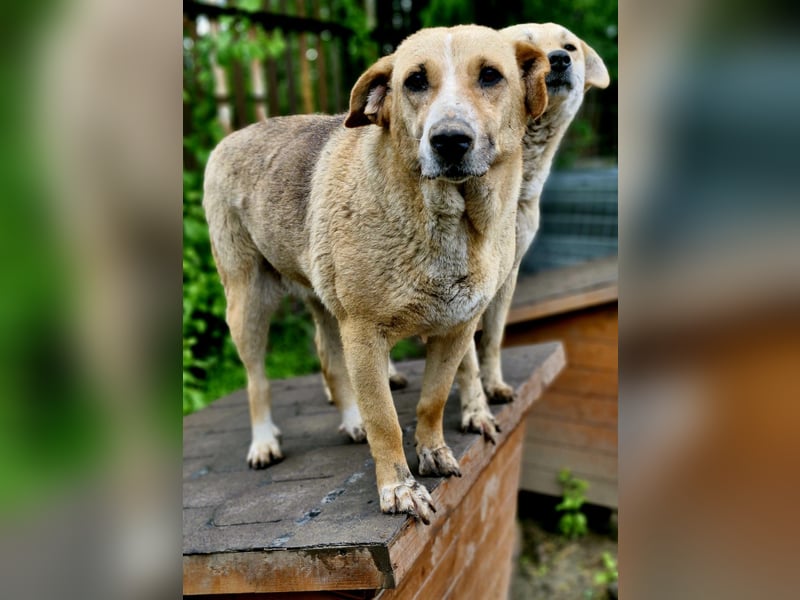 WILLOW, ca. 45-50 cm sucht ihr Fürimmerzuhause