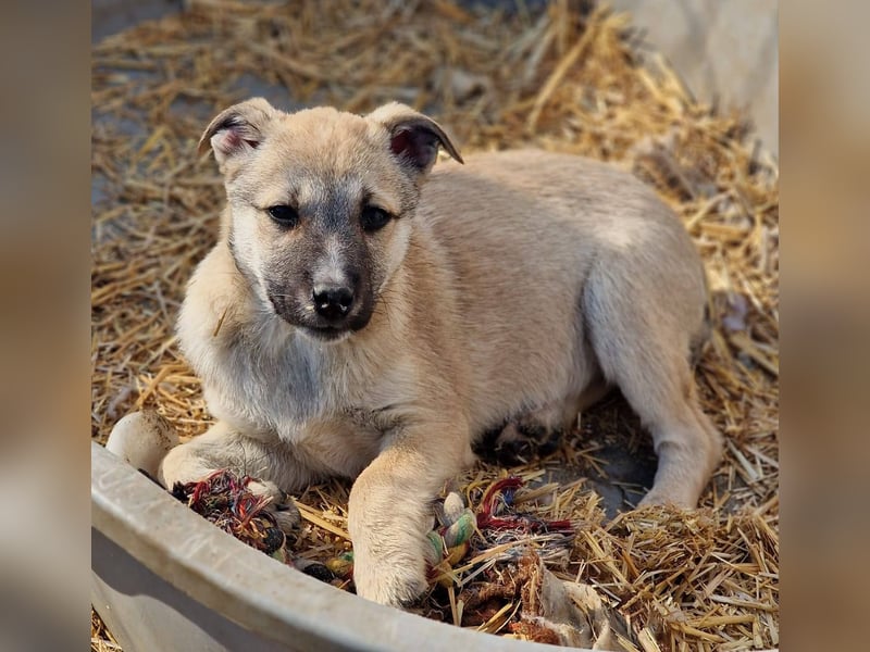 CHEYENNE - kleines Hundemädchen sucht ihre Lieblingsmenschen