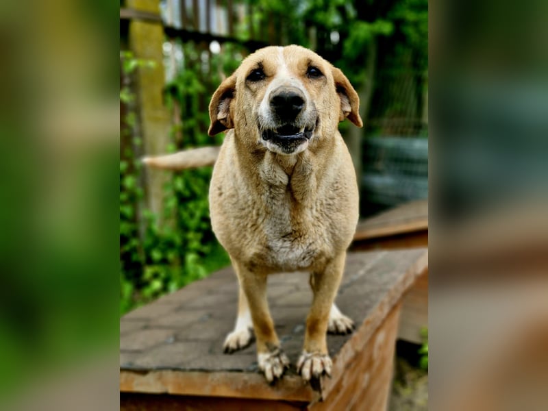 WILLOW, ca. 45-50 cm sucht ihr Fürimmerzuhause