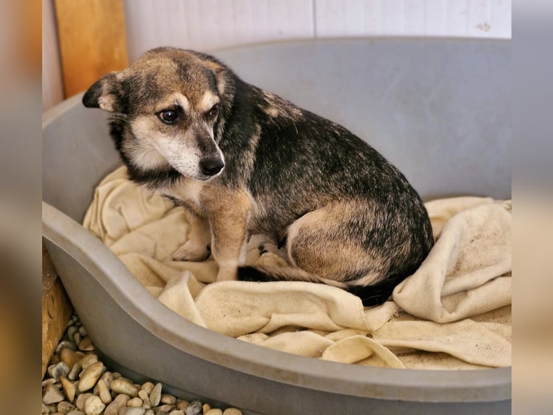 SHELLY, auf PS in 53881 Euskirchen, neugierig und freundlich