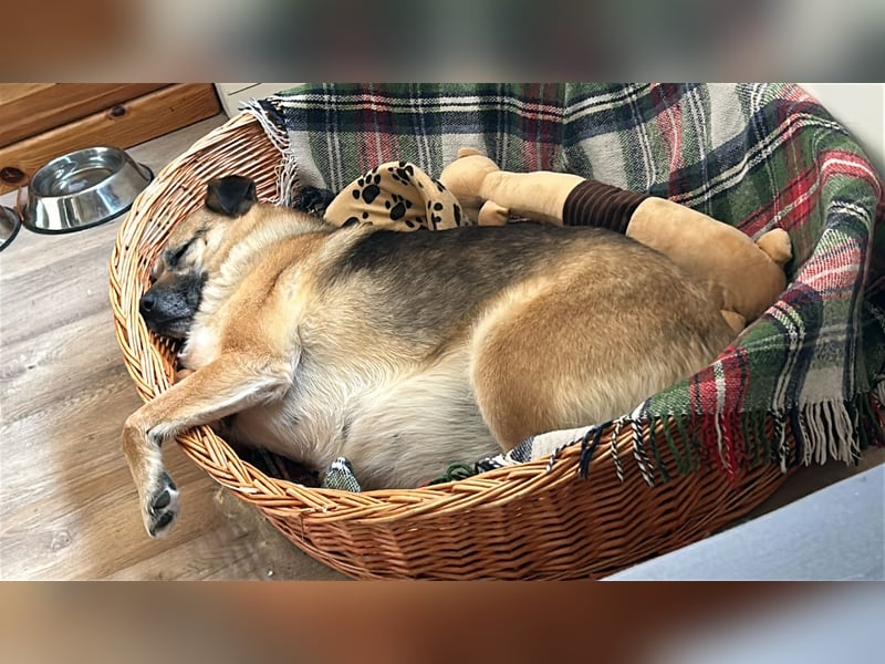 MALINA - katzen- und kinderlieb auf PS in 56288 Kastellaun