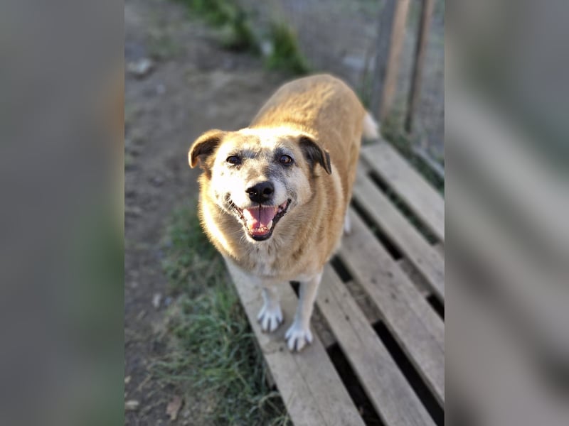 ANNEMARIE, ca. 50 cm, sucht ihre Herzensmenschen
