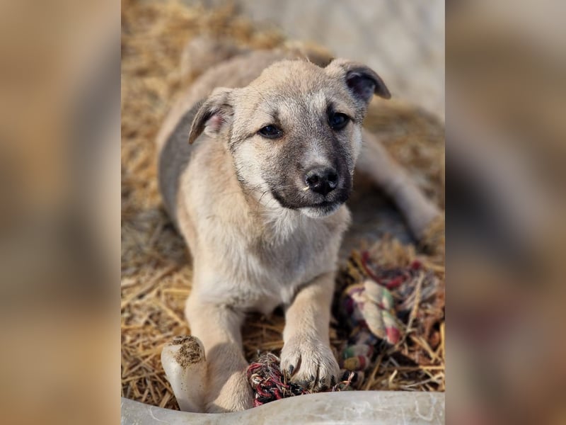 CHEYENNE - kleines Hundemädchen sucht ihre Lieblingsmenschen