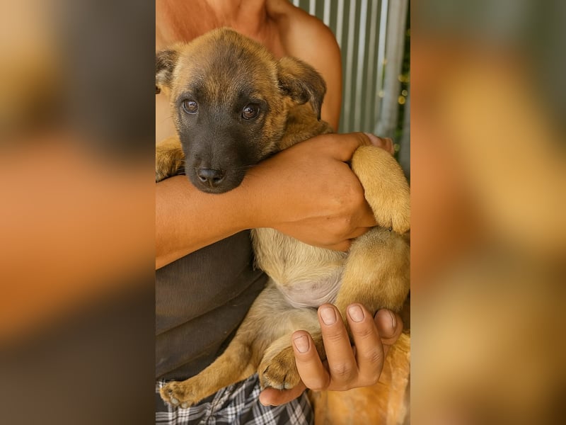 BOSKOPP - großes Herz auf vier Pfoten wünscht sich ein liebevolles Zuhause
