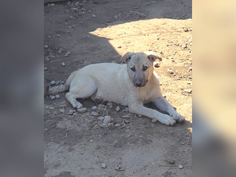 CHEYENNE - kleines Hundemädchen sucht ihre Lieblingsmenschen