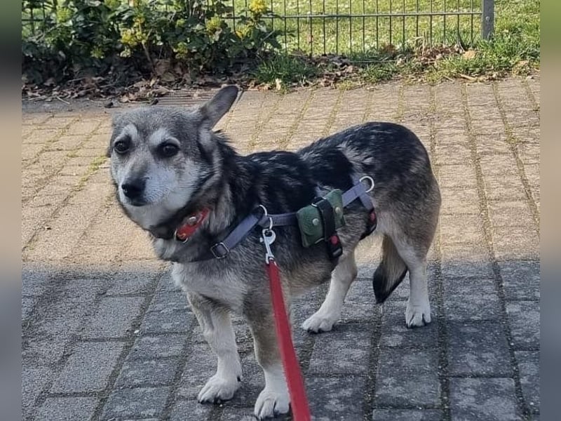SHELLY, auf PS in 53881 Euskirchen, neugierig und freundlich