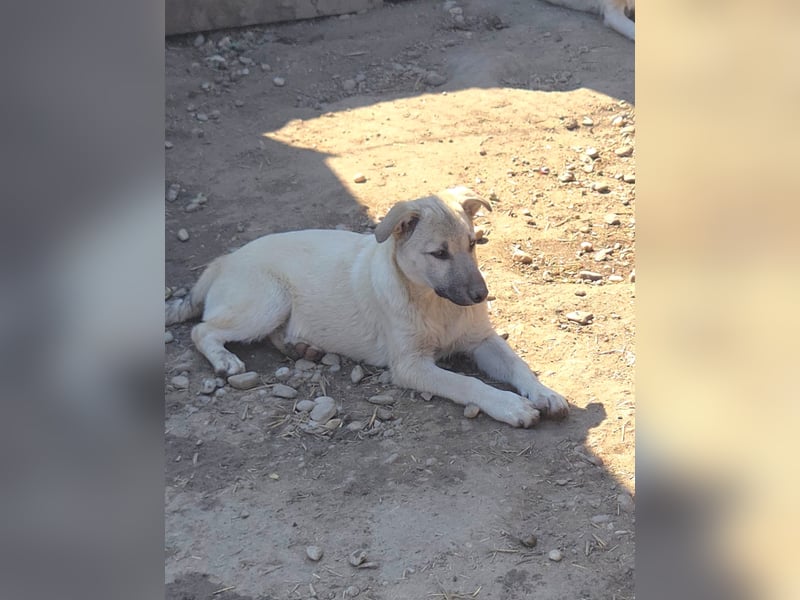 CHEYENNE - kleines Hundemädchen sucht ihre Lieblingsmenschen