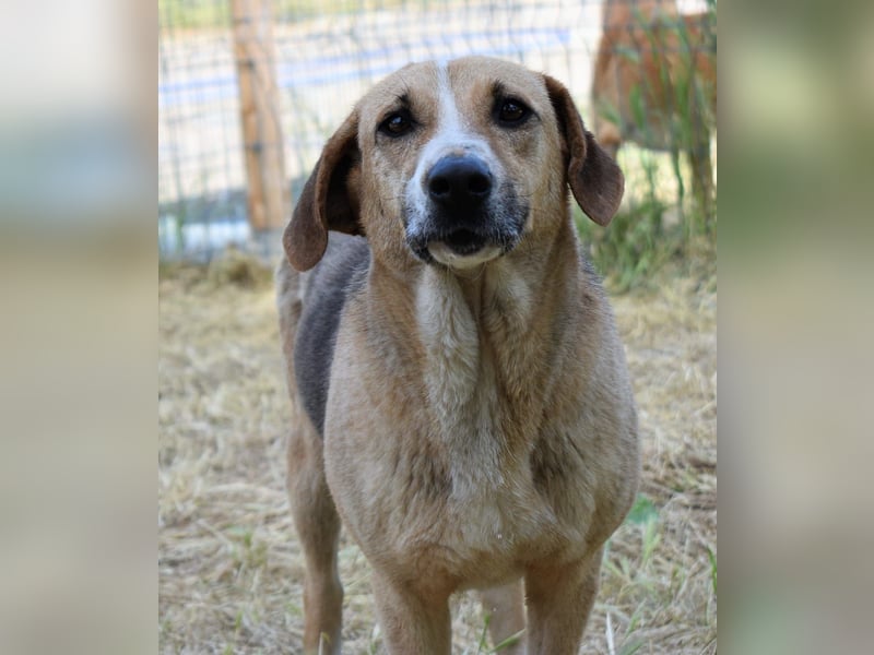 WILLOW, ca. 45-50 cm sucht ihr Fürimmerzuhause