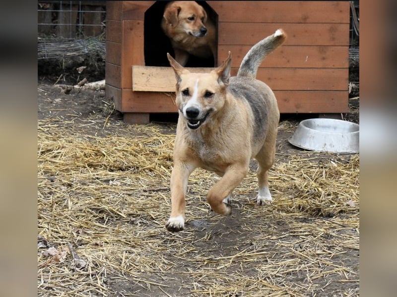 WILLOW, ca. 45-50 cm sucht ihr Fürimmerzuhause